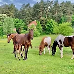 Kemping Caravana Juliana Hobby 545 Z Widokiem Na Jezioro