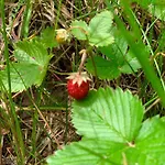 Kemping Caravana Juliana Hobby 545 Z Widokiem Na Jezioro *